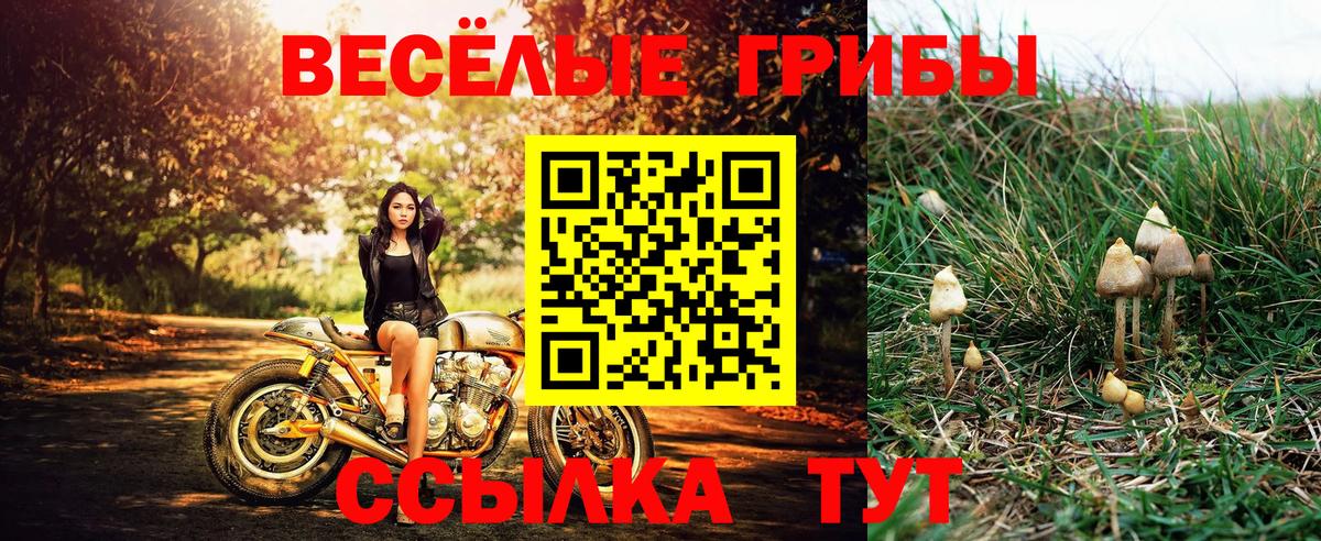 Псилоцибиновые грибы Psilocybine cubensis  Псилоцибиновые грибы мицелий  Сальск  Вход с VPN 